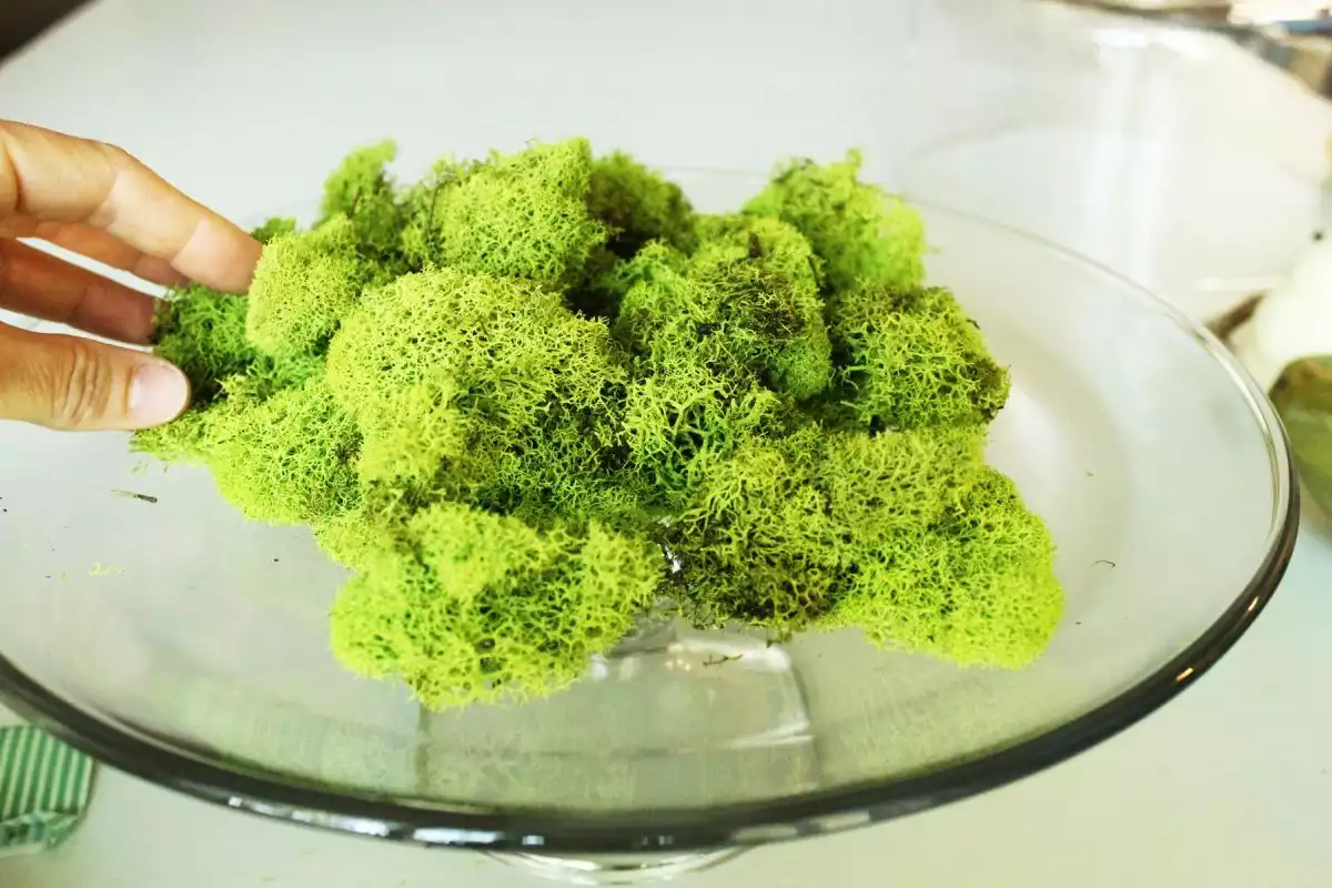 Begin by spreading moss onto your cake stand