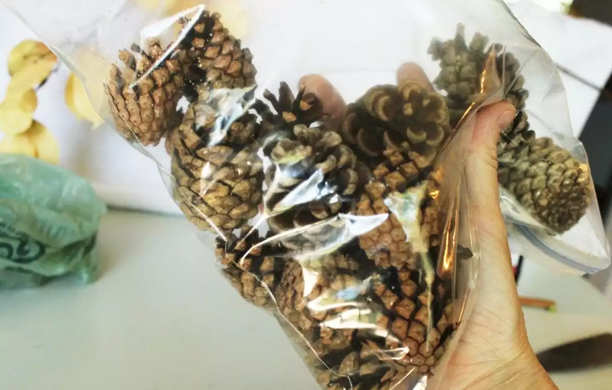 Carefully shake the pinecones