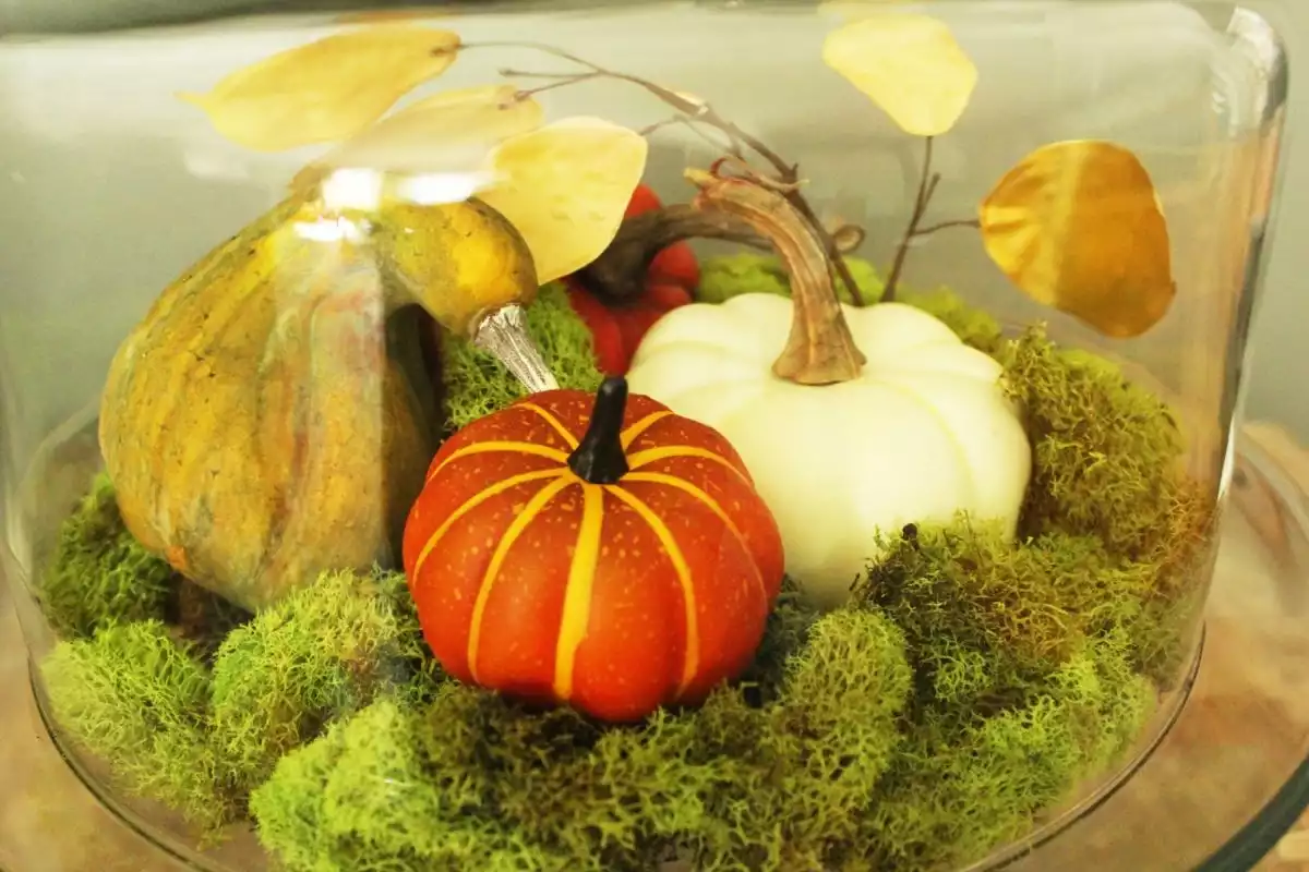 DIY Domed Pumpkin Patch- color of your pumpkin