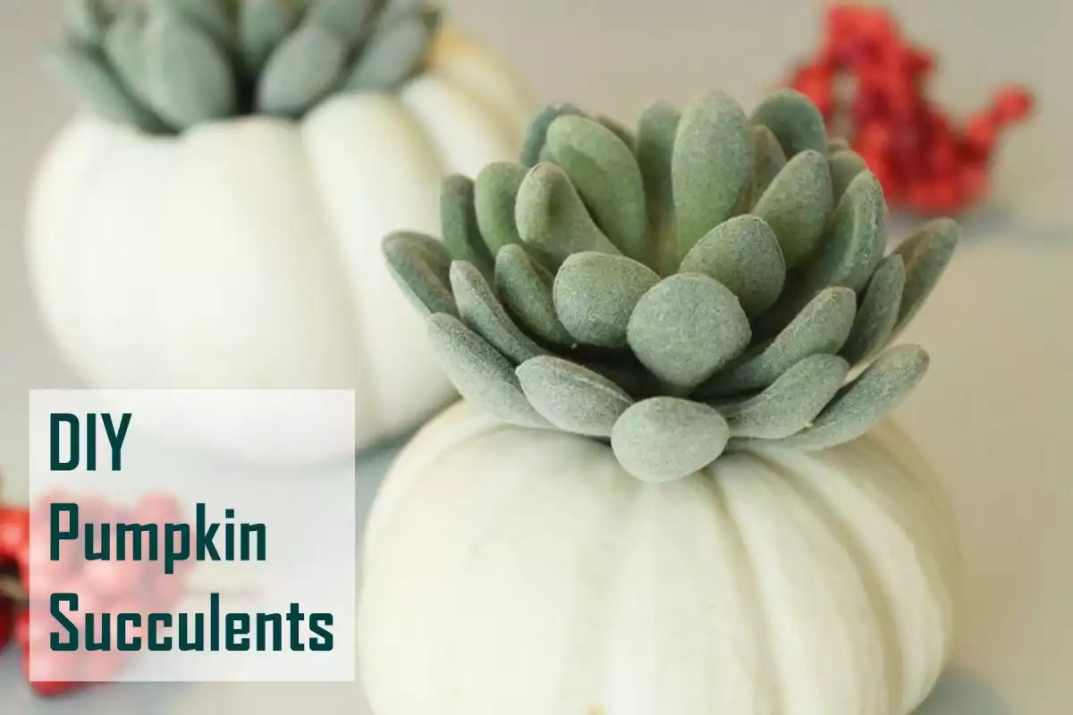 DIY Pumpkin Succulent Decorations