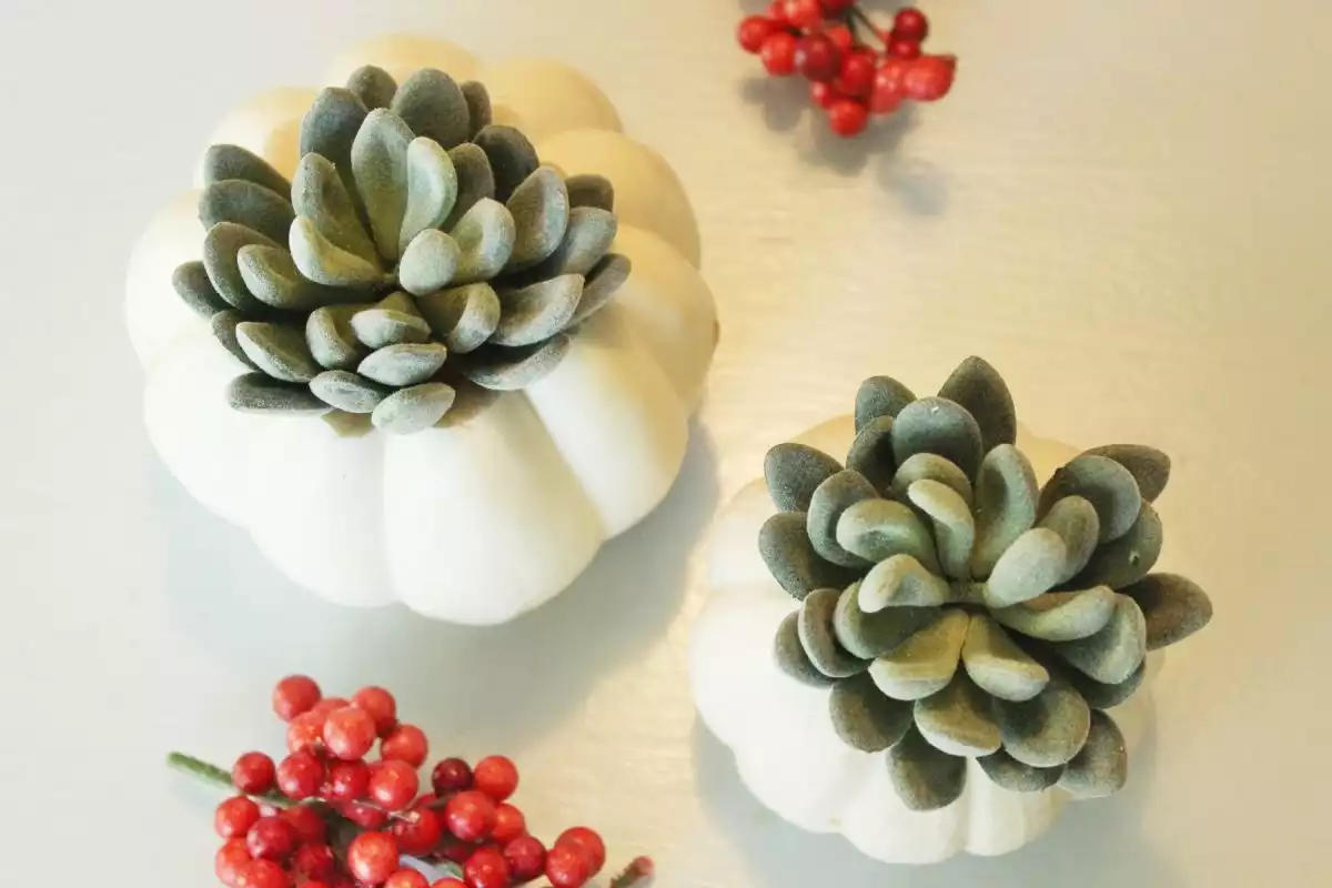 DIY Pumpkin Succulents Both methods are endearing and subtly vibrant