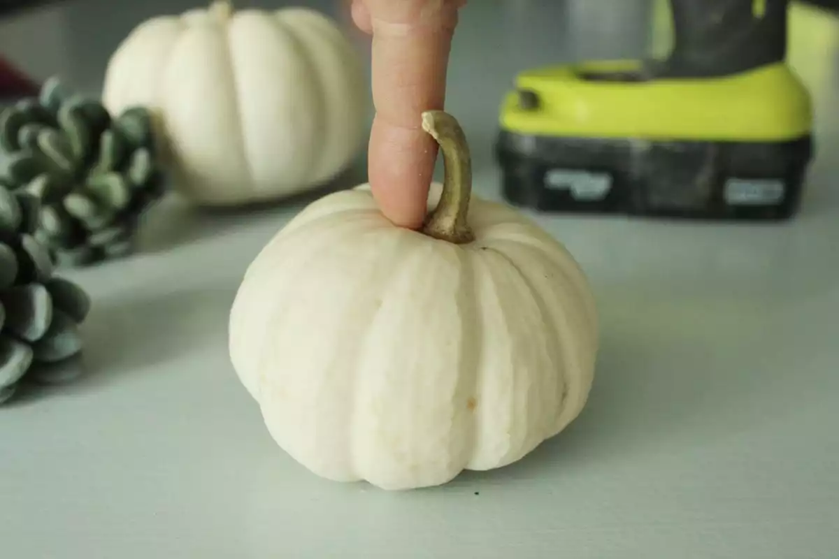 DIY Pumpkin Succulents Creating