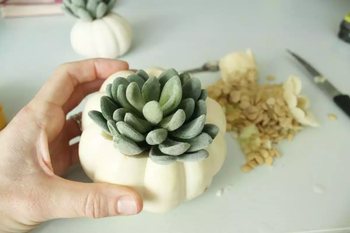 DIY Pumpkin Succulents Set the succulent down inside