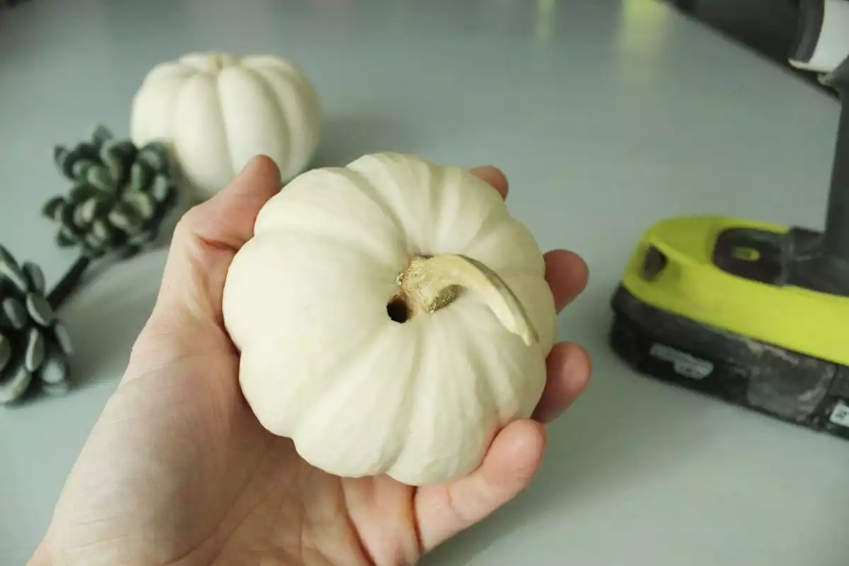 DIY Pumpkin Succulents With your pilot hole started