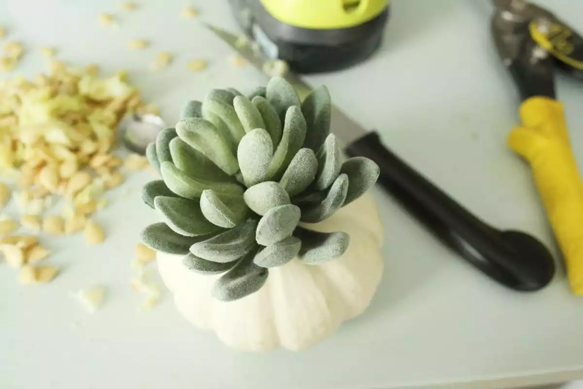 DIY Pumpkin Succulents miniature white pumpkin