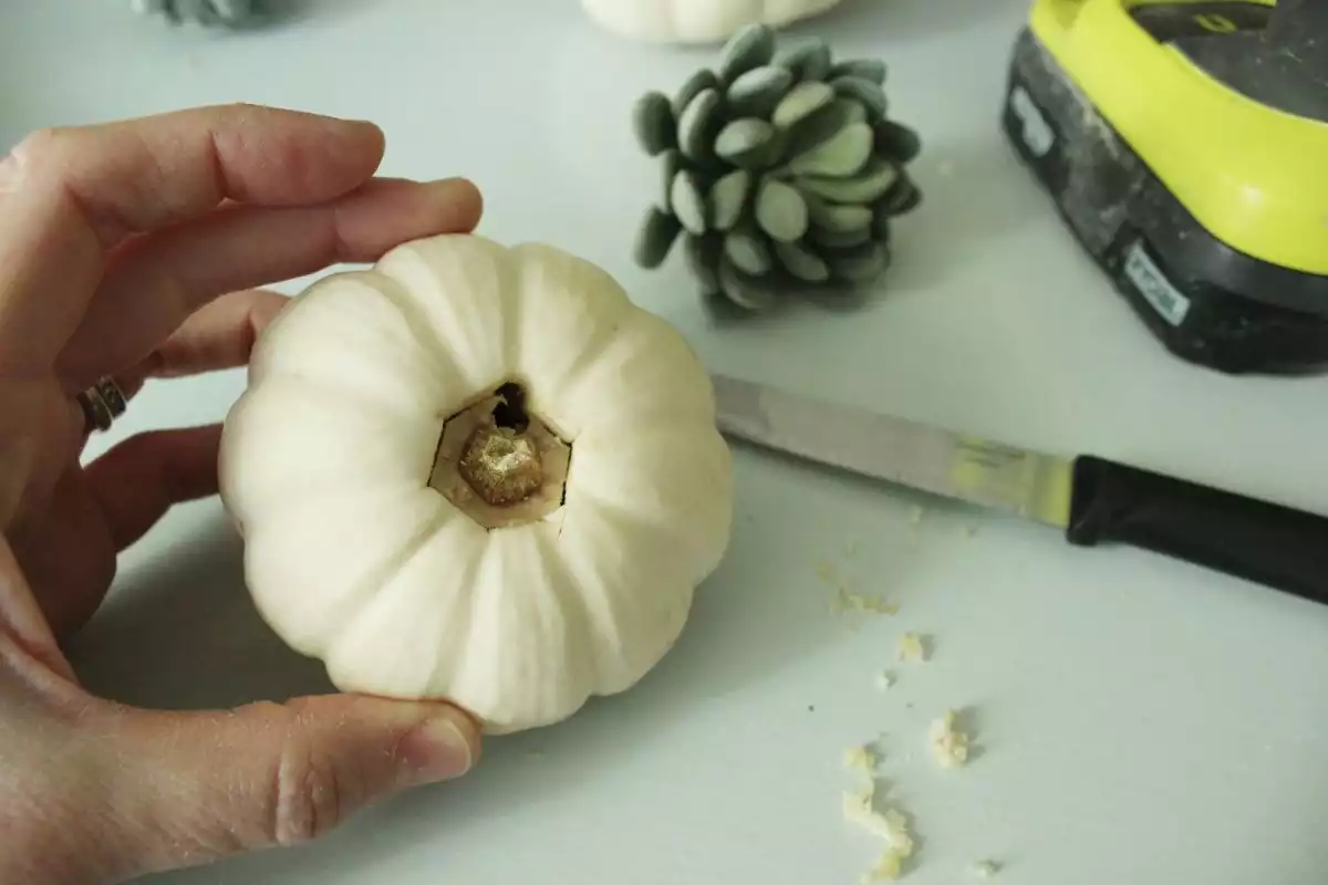 DIY Pumpkin Succulents serrated knife to begin at your pilot hole