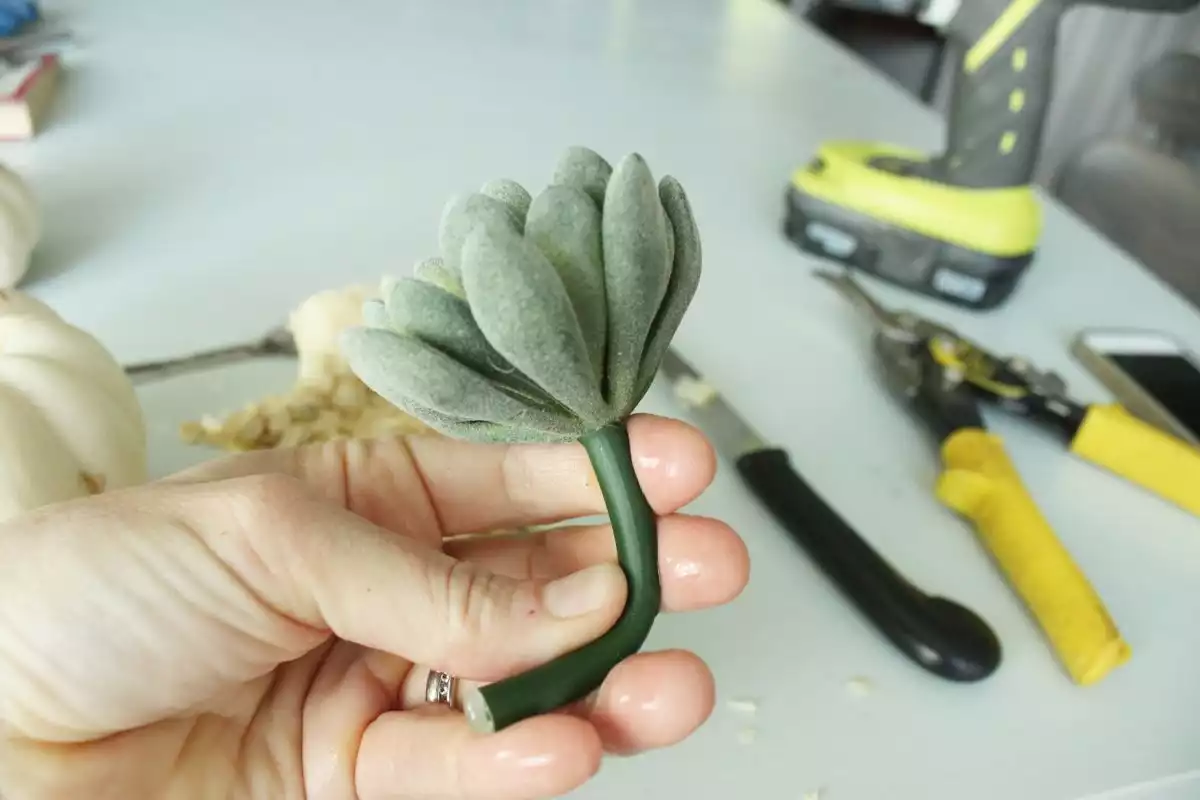 DIY Pumpkin Succulents stem to fit inside the pumpkin