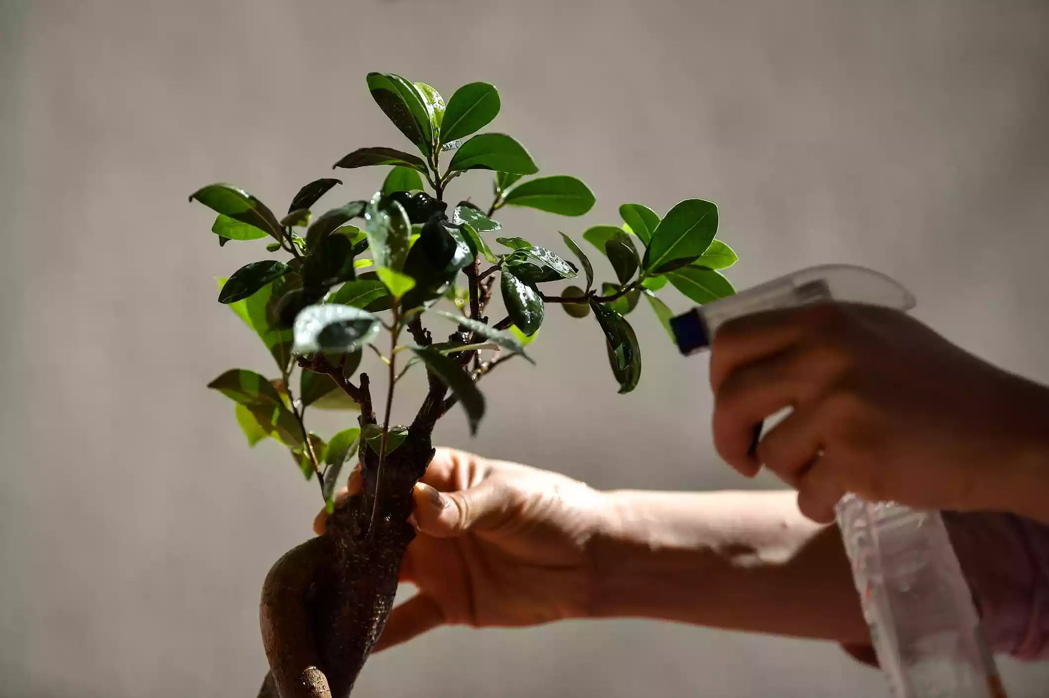 Ginseng Ficus - Ficus retusa