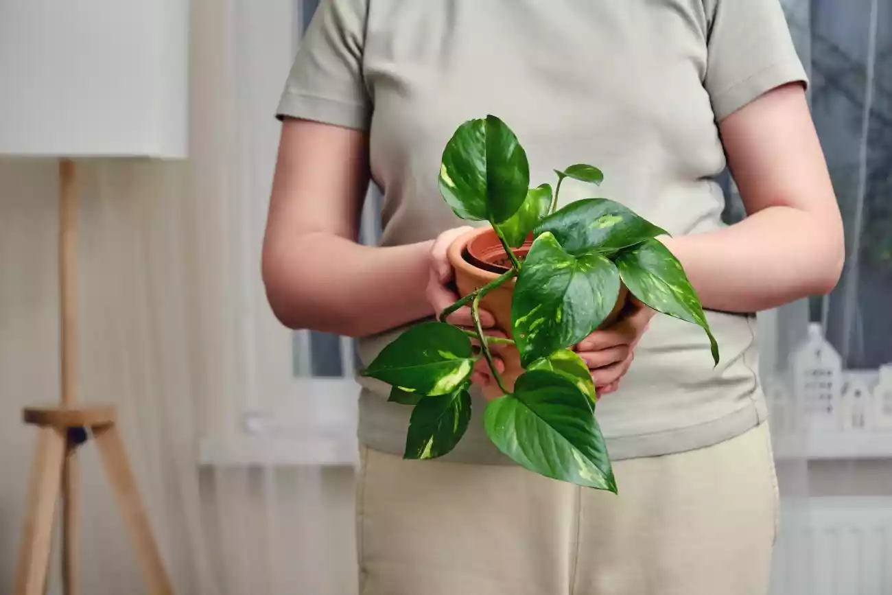 Golden Pothos - Epipremnum aureum