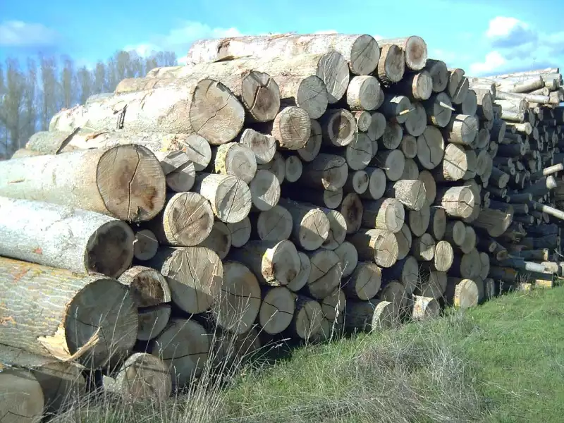 What Is Poplar Wood And Where Does It Stand?