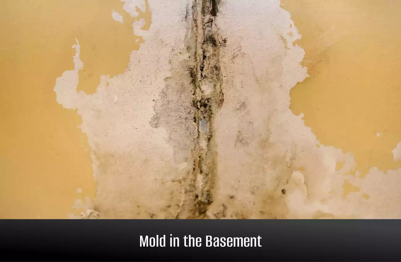 Basement Mold – Find It, Remove It, and Stop It
