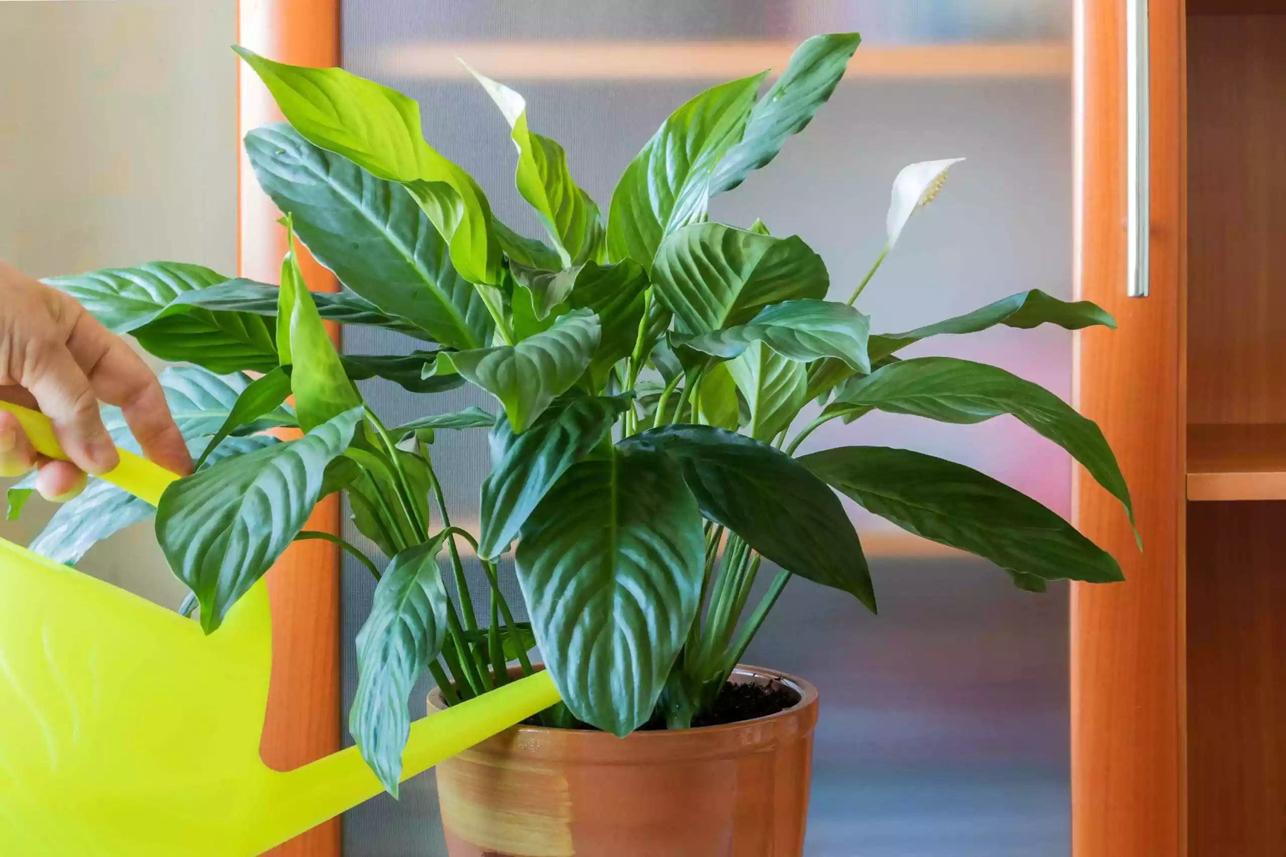 Peace Lily - Spathiphyllum