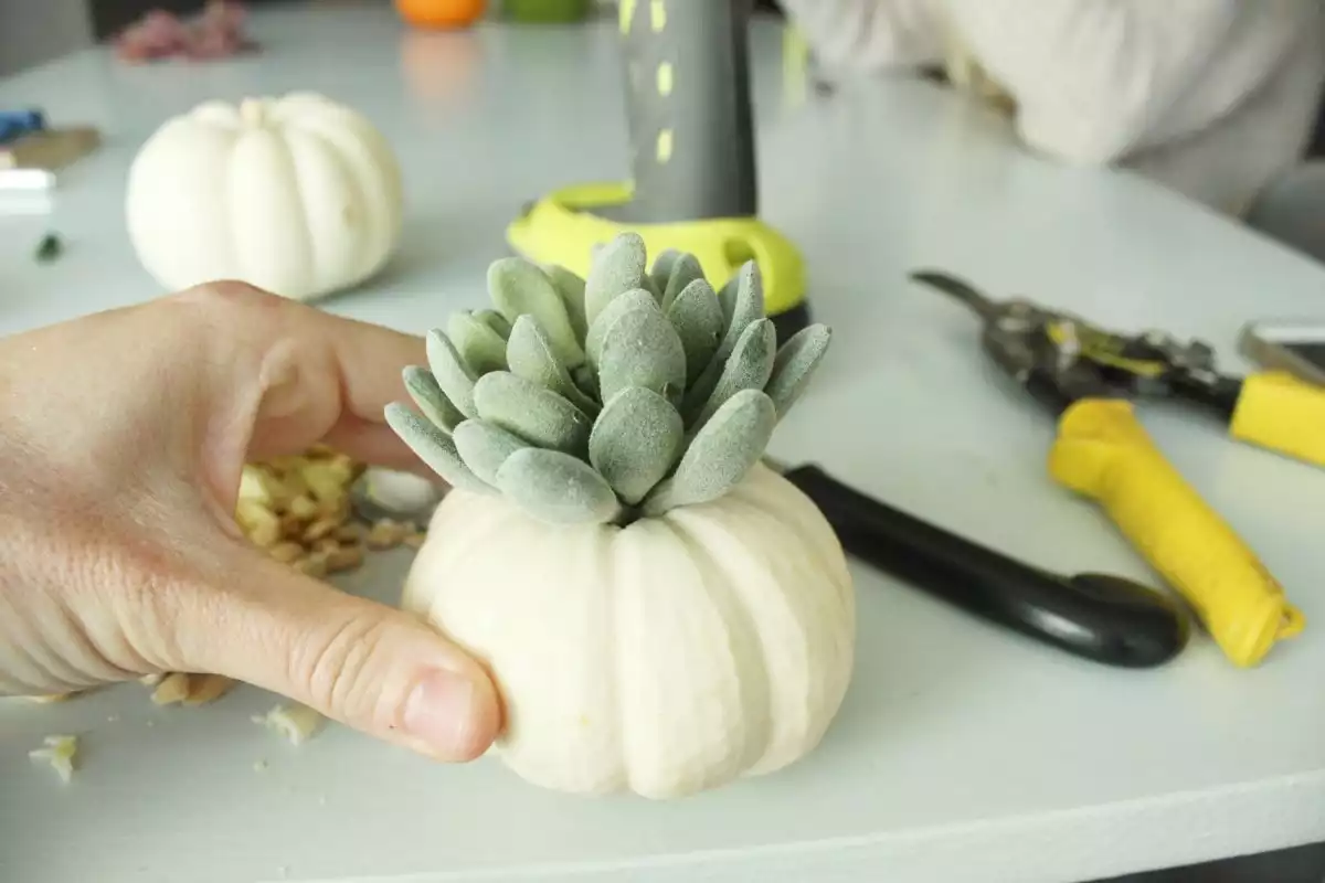 Place the succulent into the mini pumpkin