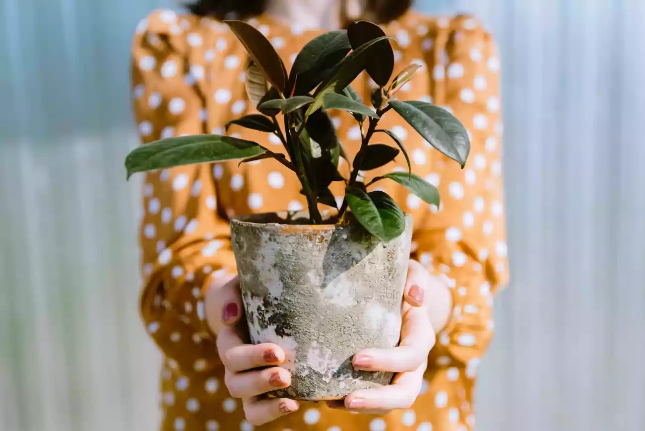 Rubber Plant - Ficus elastica