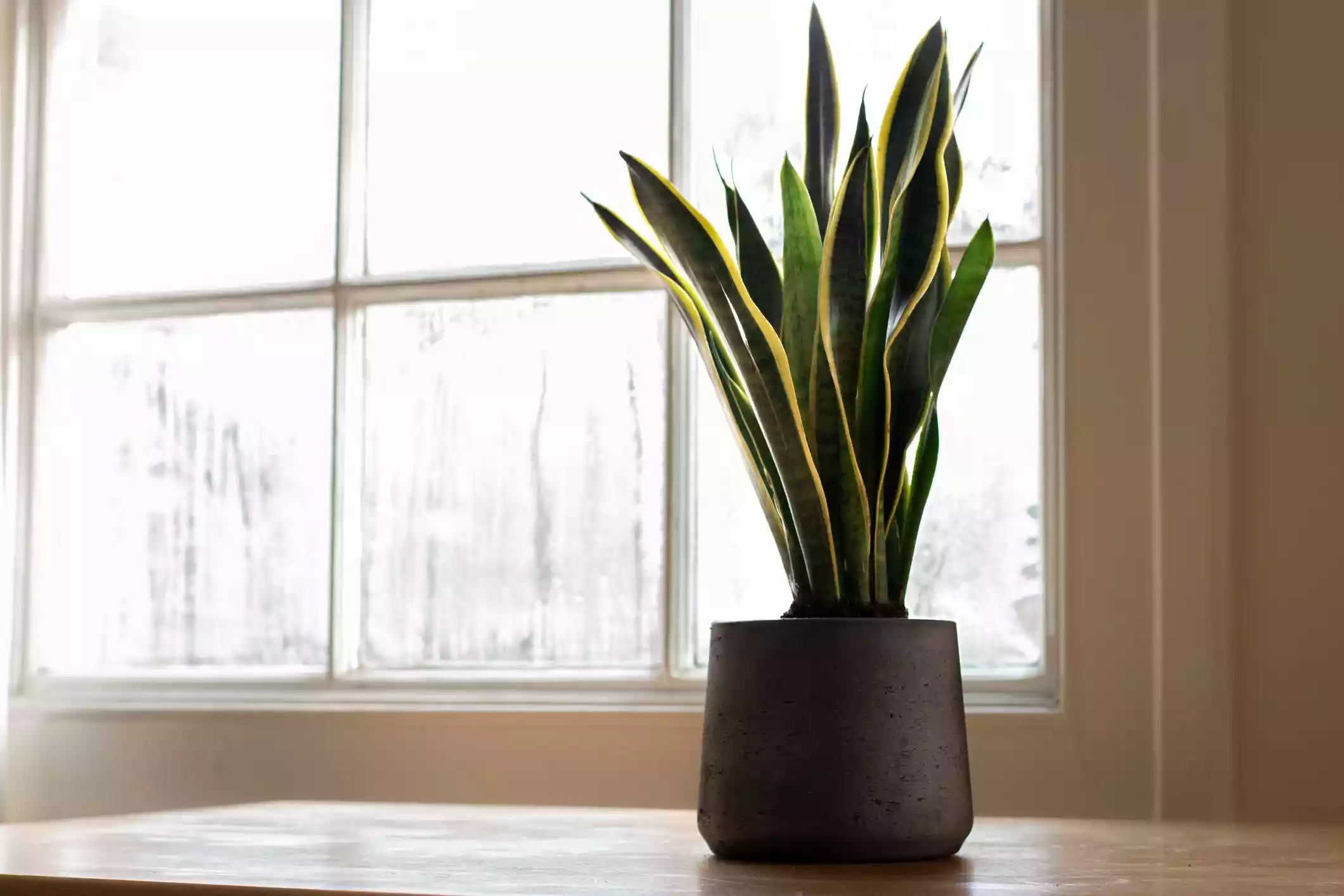 Snake Plant - Dracaena trifasciata