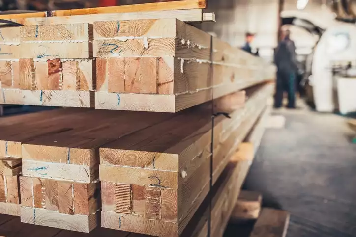 The Importance Of Poplar Trees