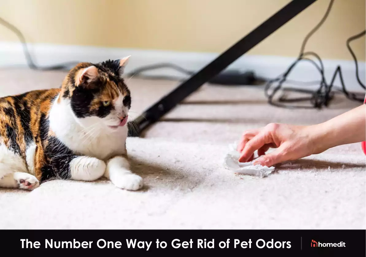 10 Pet Odor Removal Tactics that Work
