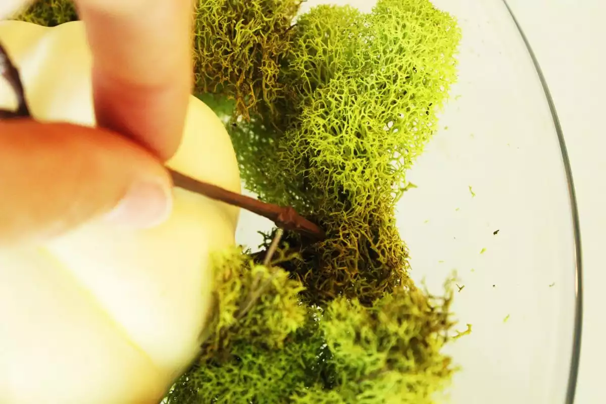 Thread your bent stem end into the moss