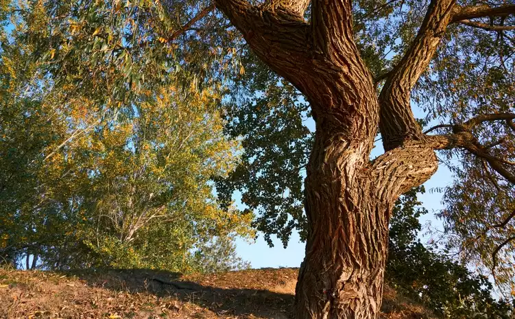 Where Does Poplar Wood Come From