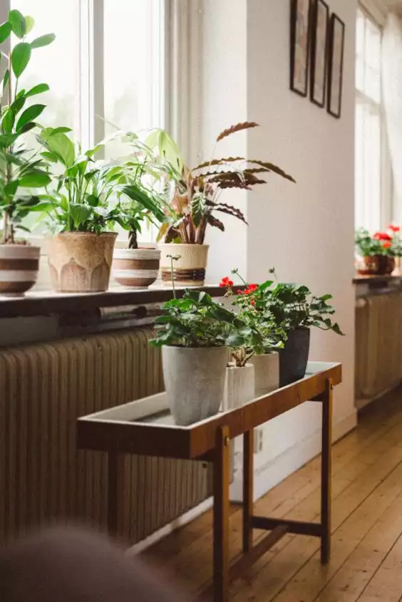 add plants feng shui