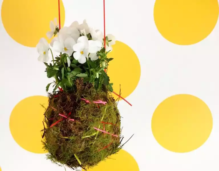 kokedama hanging plant
