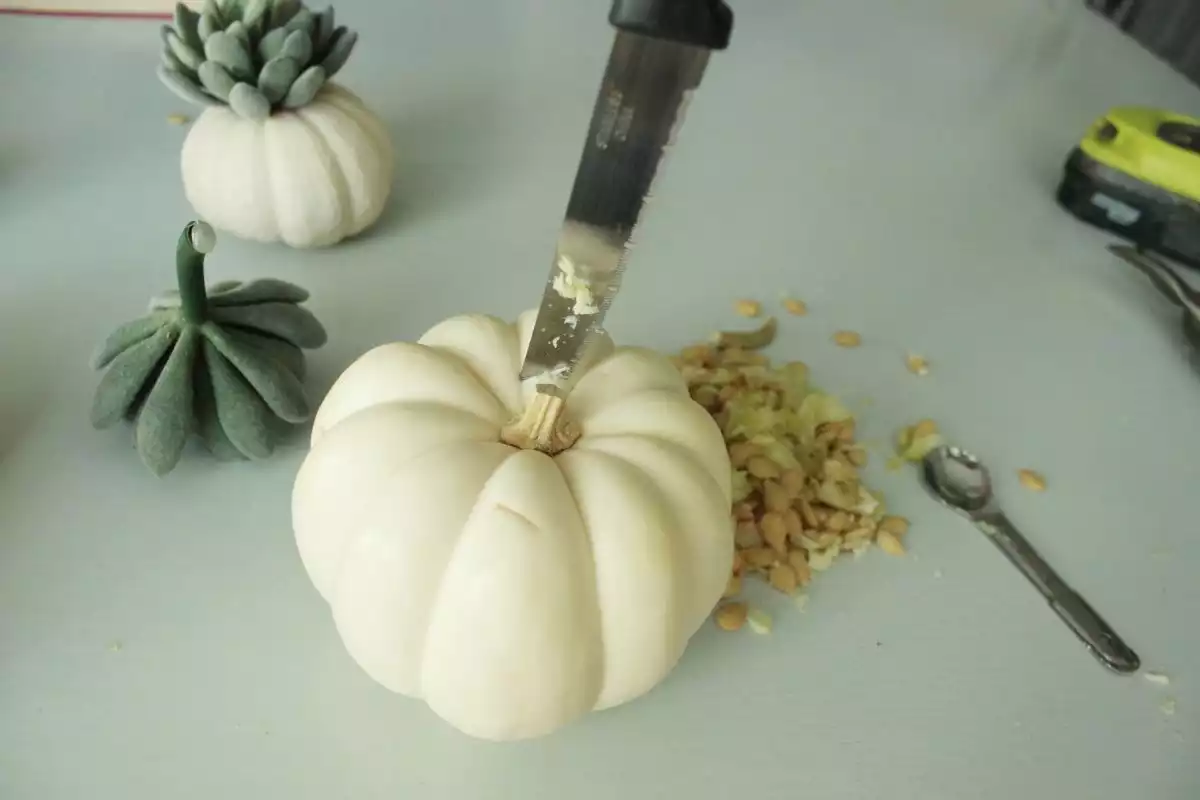 Mini pumpkin is slightly bigger