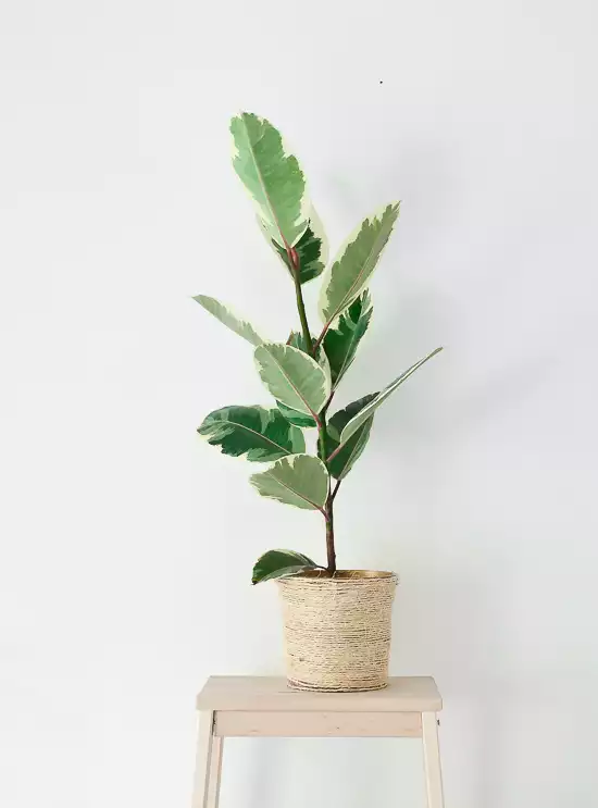 sisal planter