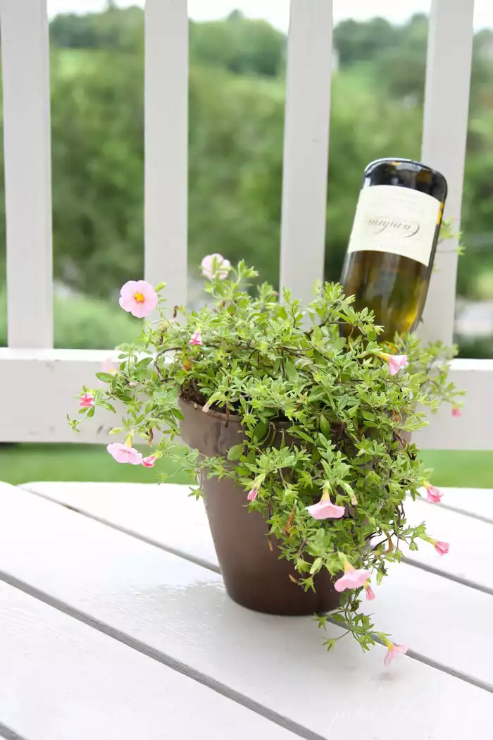 water plants with a wine bottle