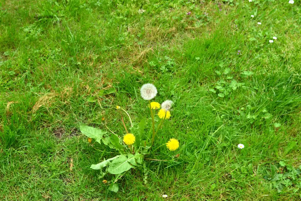 10 Worst Invasive Plants In Your Yard – And How To Remove Them