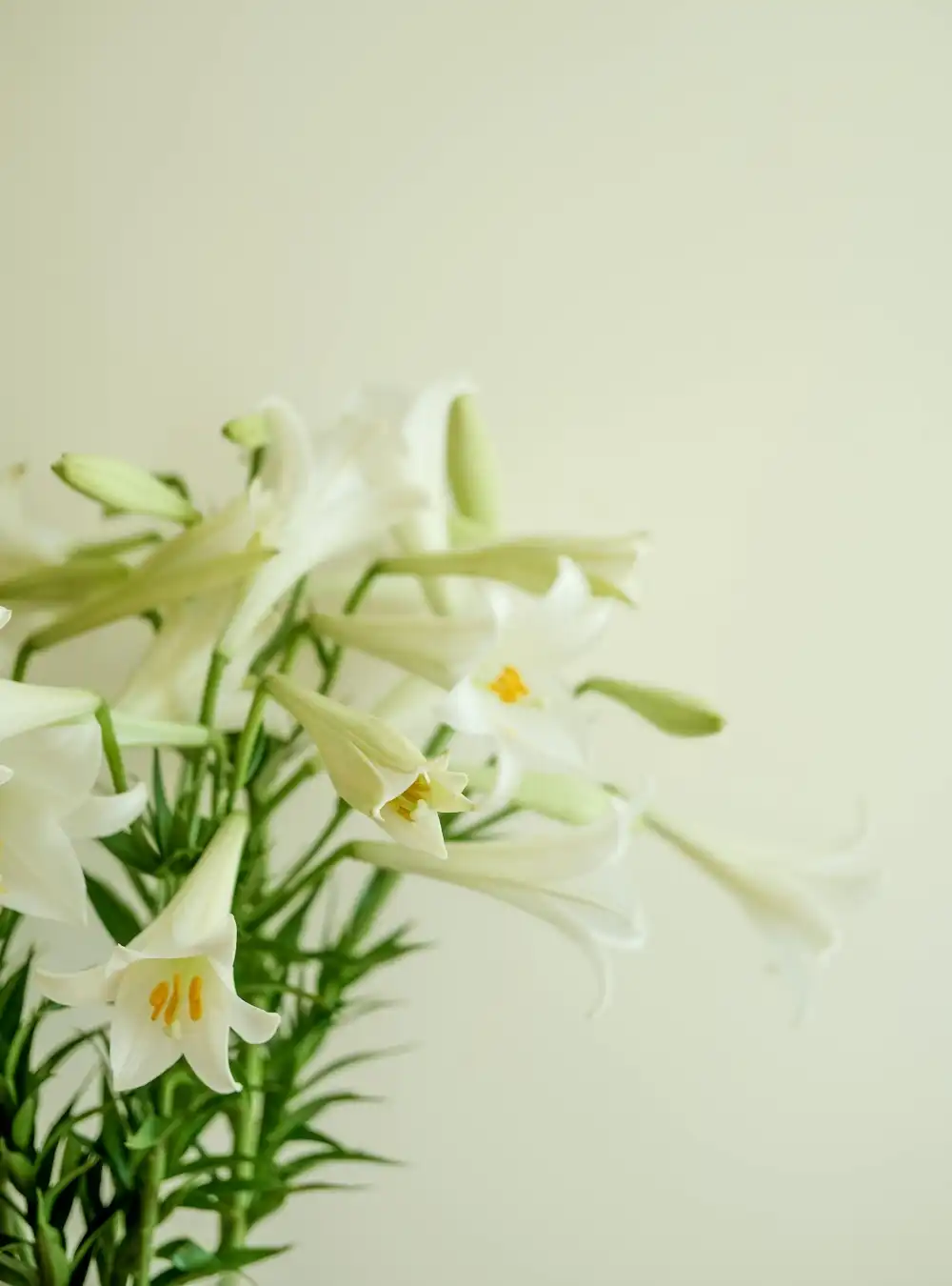 Easter Lilies