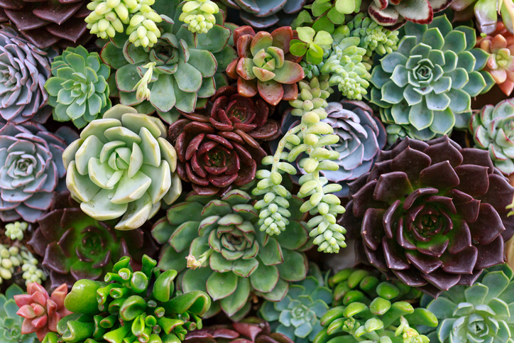 How To Create And Care For Your Stunning Succulent Arrangements