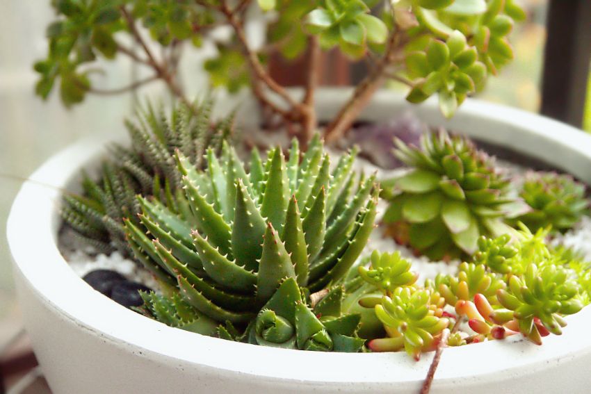 Houseplants 101: All About Succulents