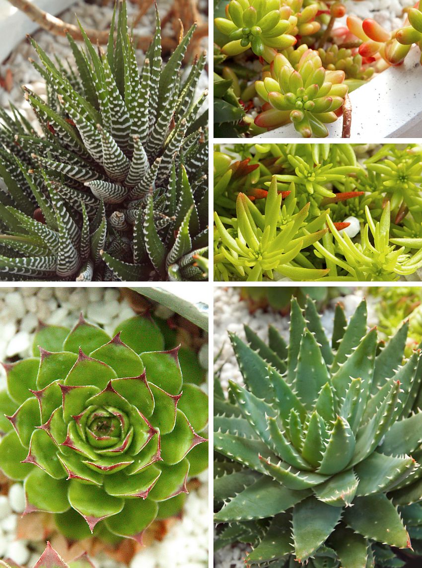 All About Succulents Forms