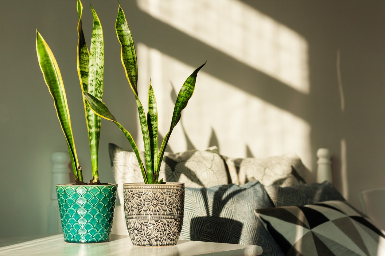 Bedroom Plants to Beautify Your Space