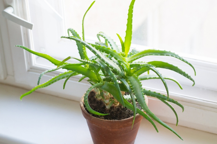 Aloe vera plant