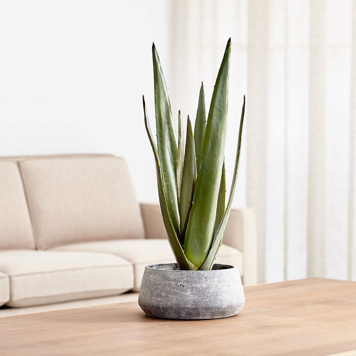 Amazing agave