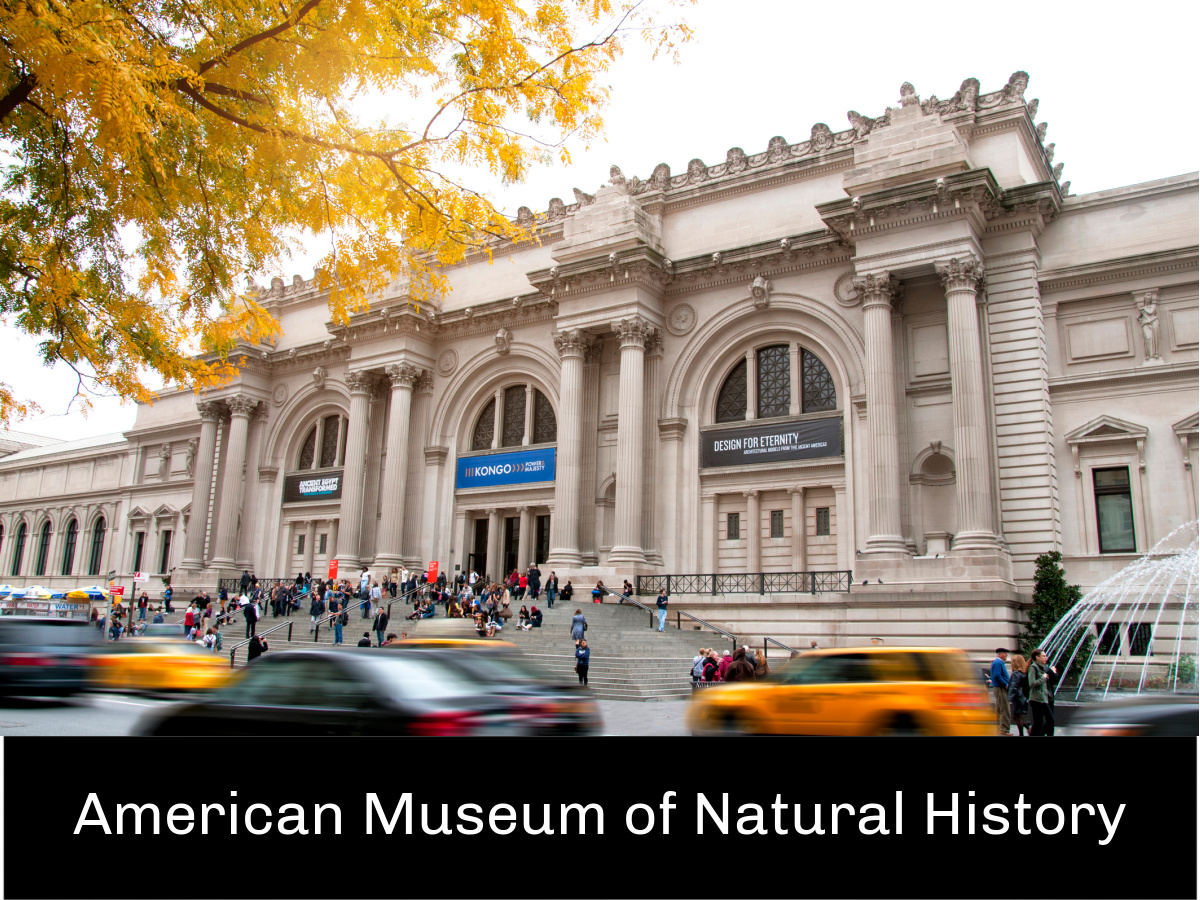 American Museum of Natural History 2