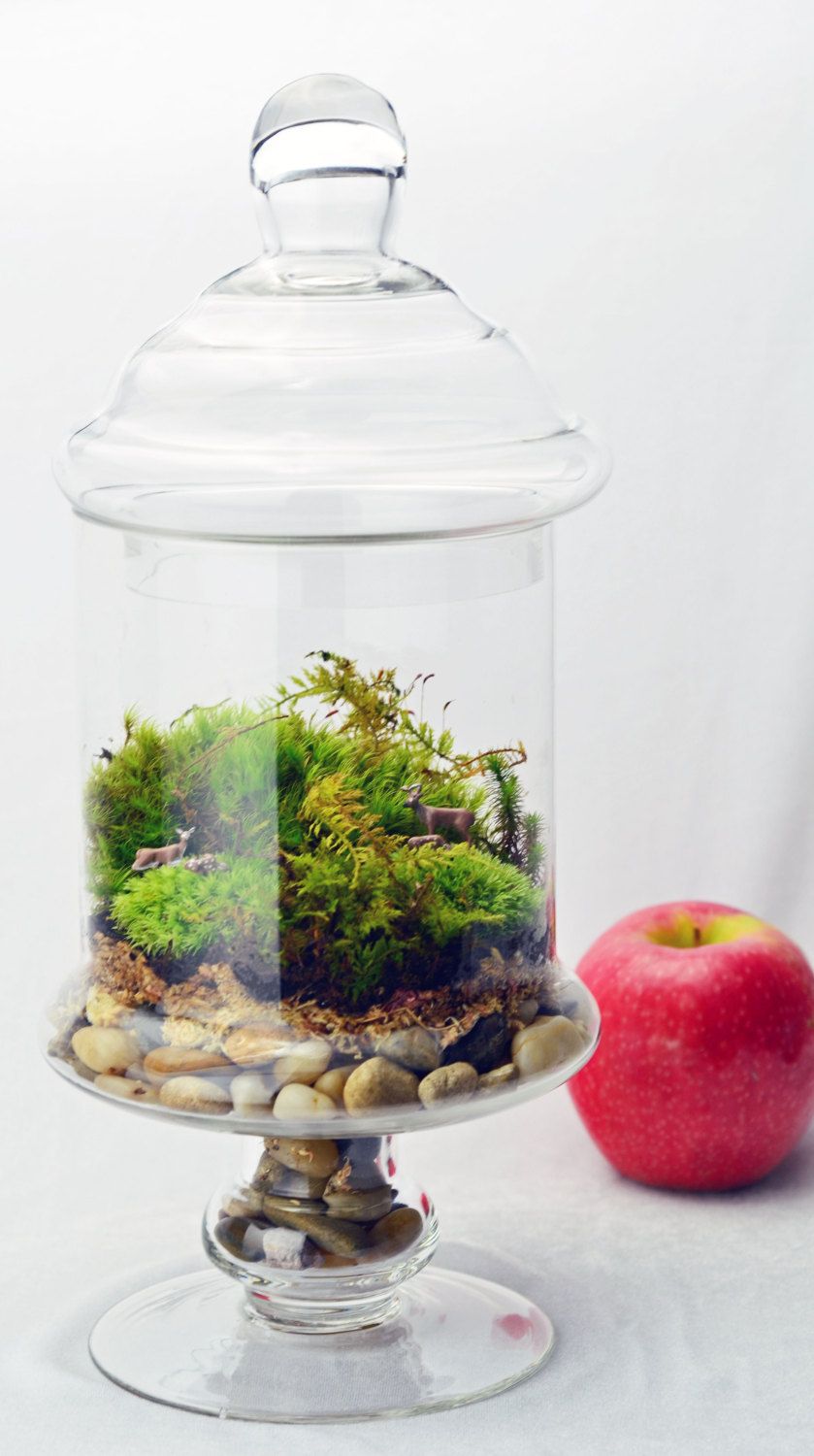 Apothecary Jar Terrarium Moss Green