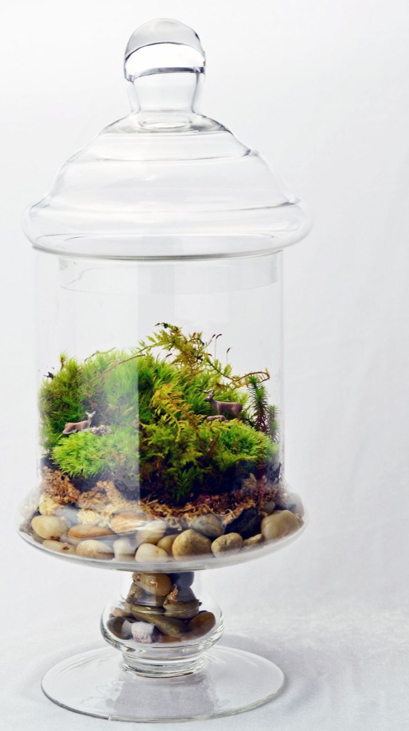 Apothecary Jar Terrarium Moss design