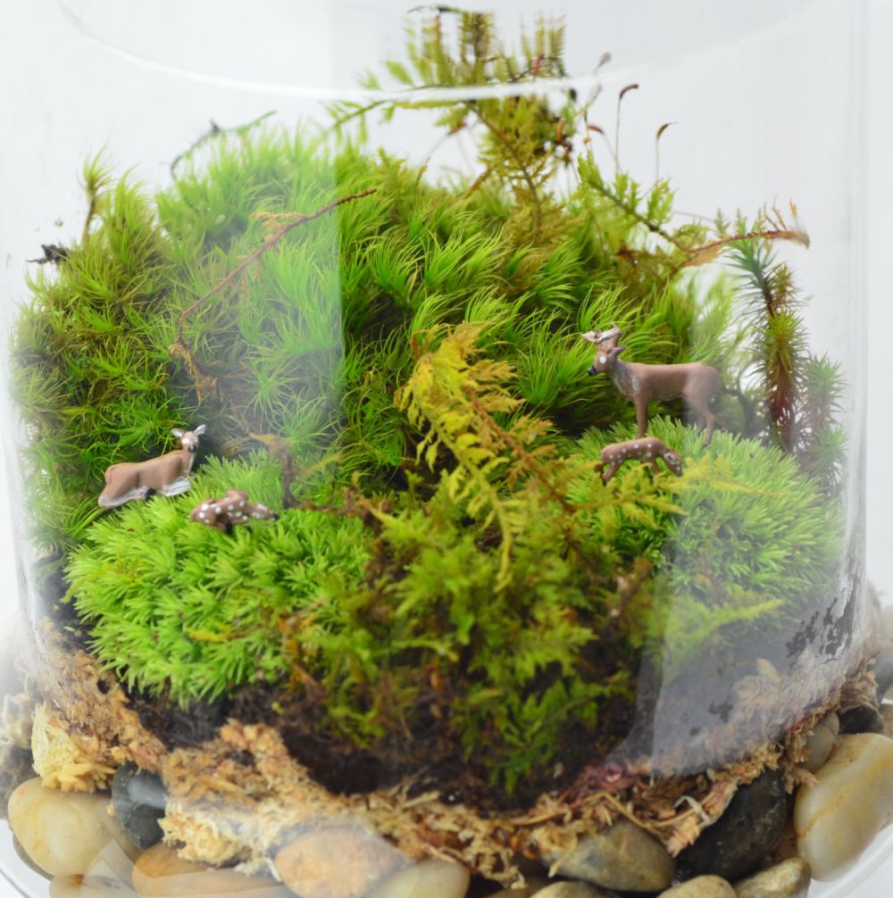 Apothecary Jar Terrarium Moss