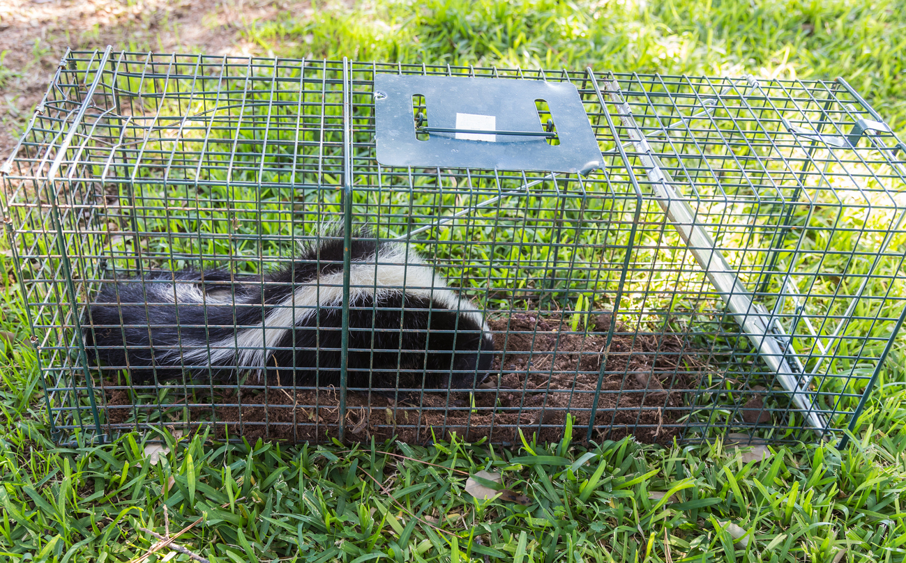 Baiting And Trapping Skunks