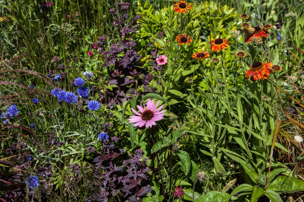 Baking soda for plants blooming