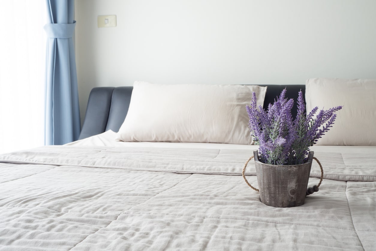 Bedroom Plants to Purify Air