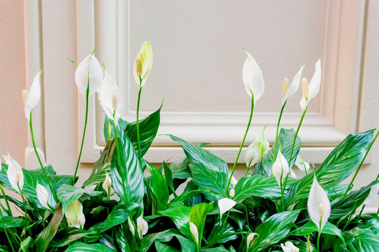 Bedroom Plants to Beautify Your Space - peace lily