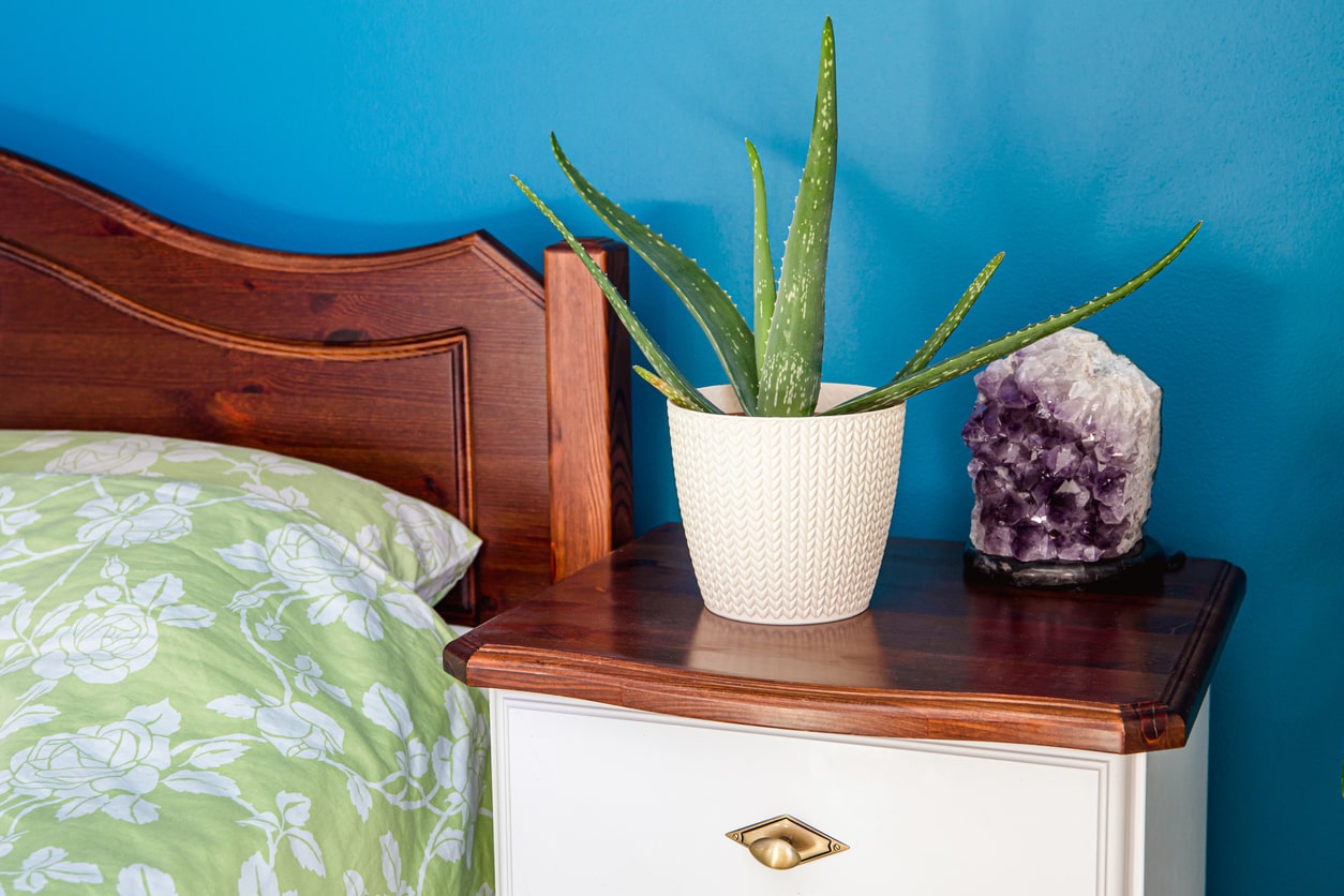 Bedroom Plants to Help You Sleep Better