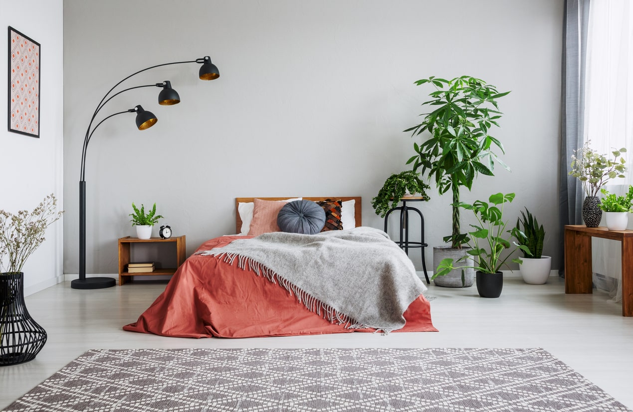 Bedroom Plants — To Purify Air, Help You Sleep Better, Reduce Anxiety, and Beautify Your Space