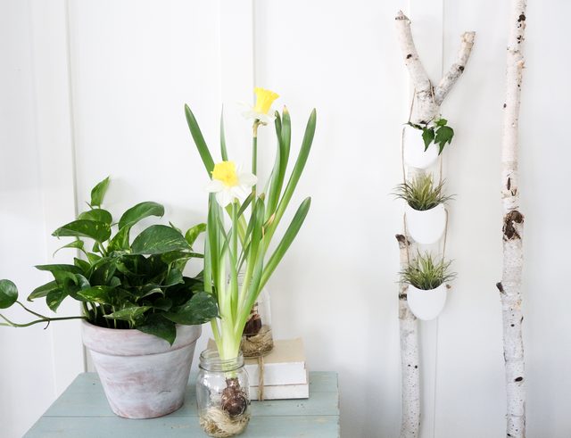 Birch hanging planter