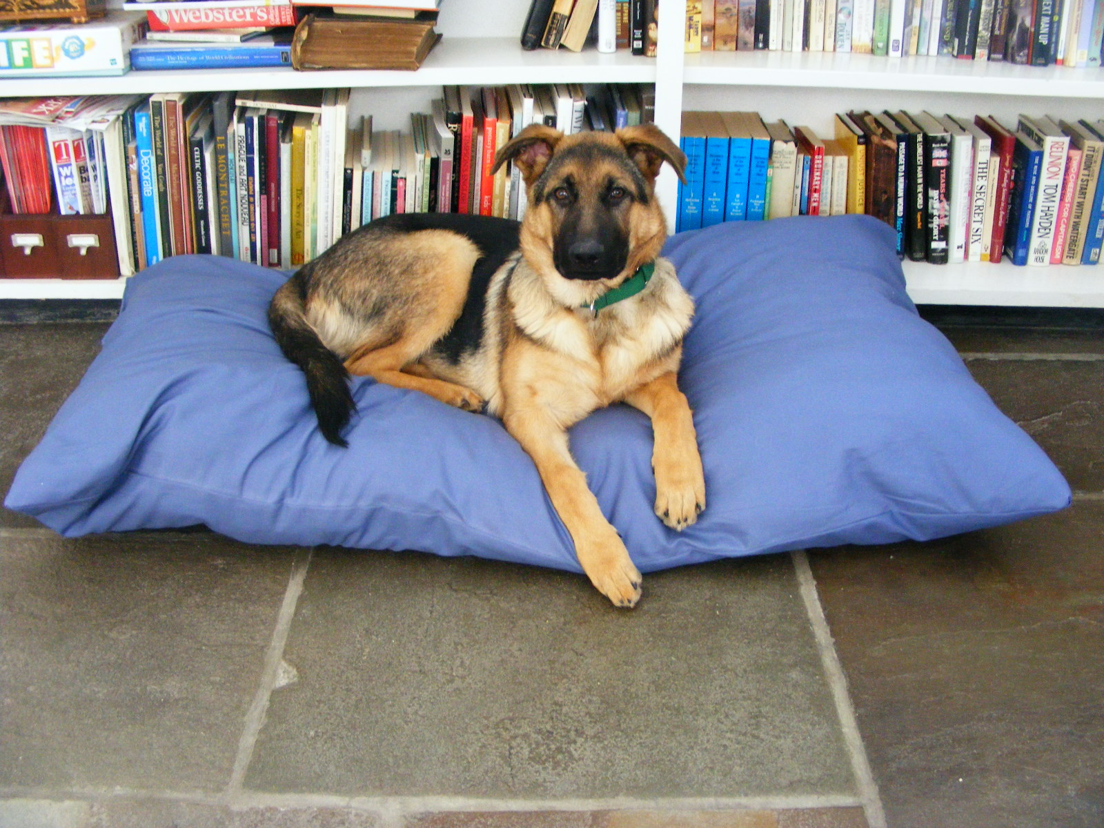 Blue dog pillow diy