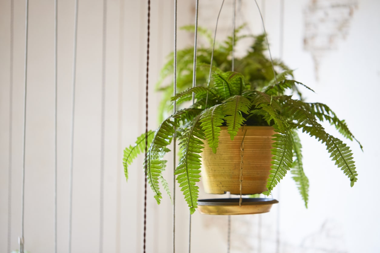 Boston Fern