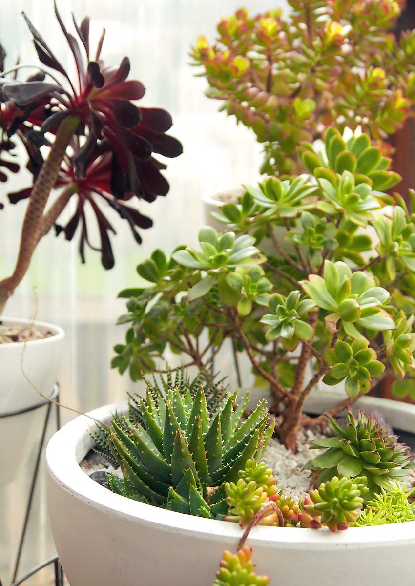 Bowl succulents arrangement